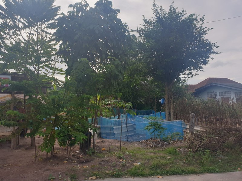 109 SQW. Land for Sale - Nongmaikean (Noen Plubwan)