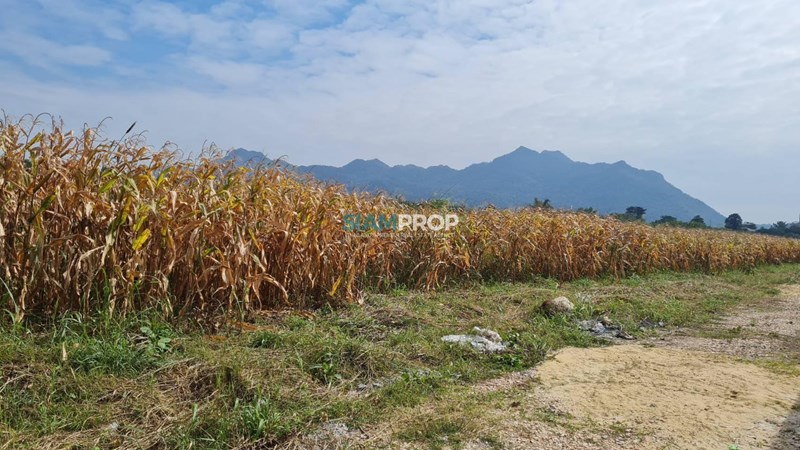 Land for sale in Pak Chong