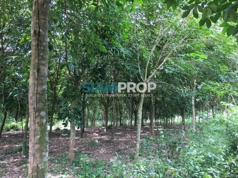 Land with rubber plantation, extremely cheap, 81 rai and additional 16 rai, only 15 million baht.