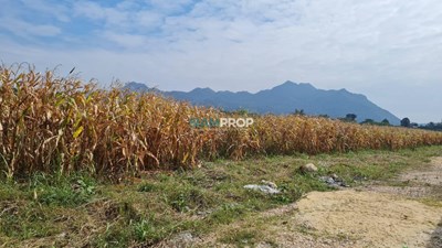 Land for sale in Pak Chong