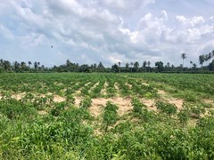 12 rai in Bang Sare   