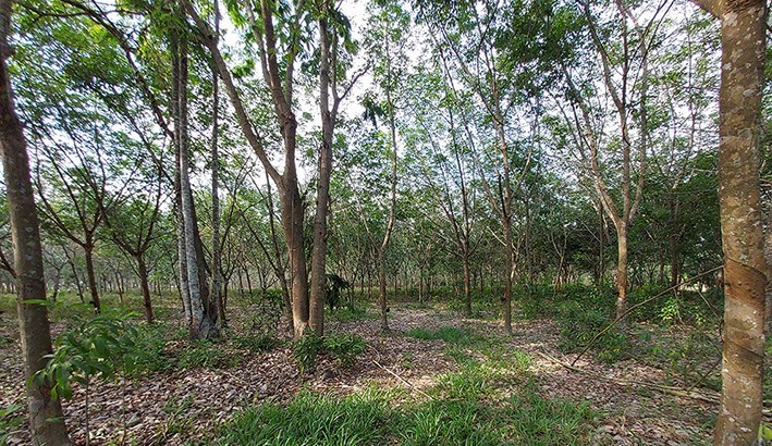 Cheap land with rubber tree cultivation by concrete road