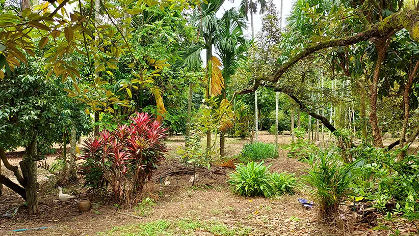 Profitable durian garden of 4.86 Rai with large house