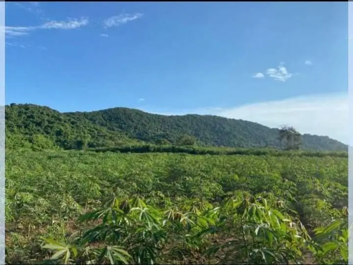 LAND FOR SALE 60 RAI BANGSAREY / SATTAHIEP AREA