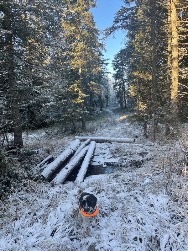 Medlemsbidrag sesongen 2025/2026