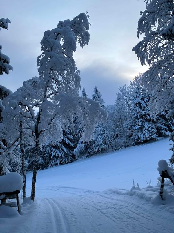 Spor for dagen 31. januar 2026