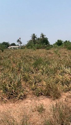 Land zu verkaufen in der Nähe von Hua Hin
