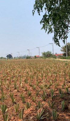 Land zu verkaufen in Hua Hin