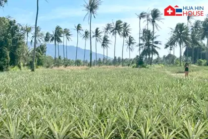 Land zu verkaufen in Khao Tao – 1 Rai für nur 2,2 Millionen THB!
