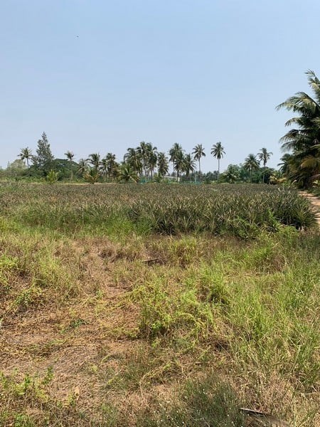 Land for sale close to nature