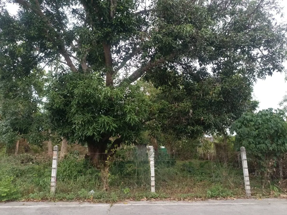 Land for Sale – 1 Rai