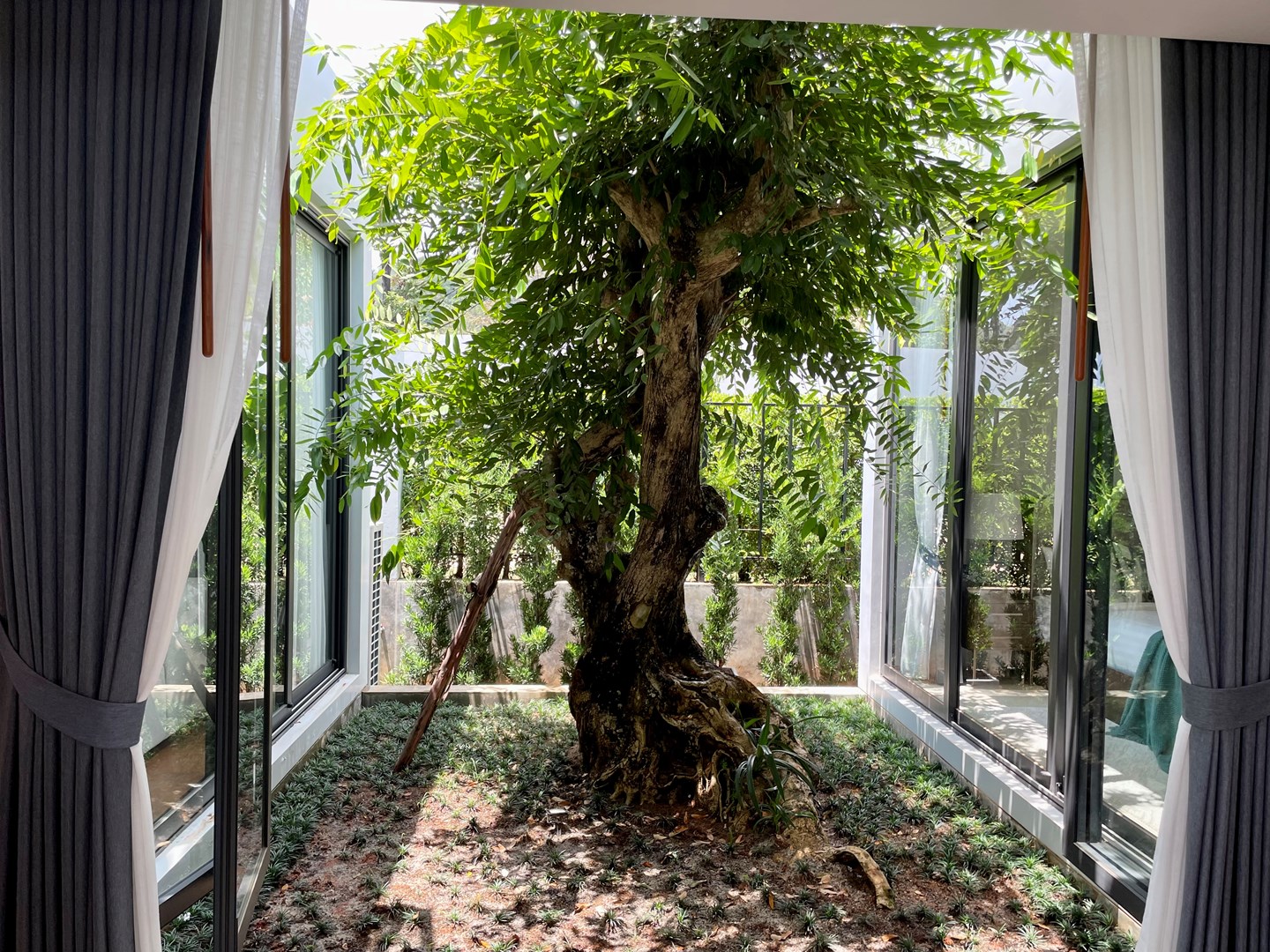 Outdoor Tree