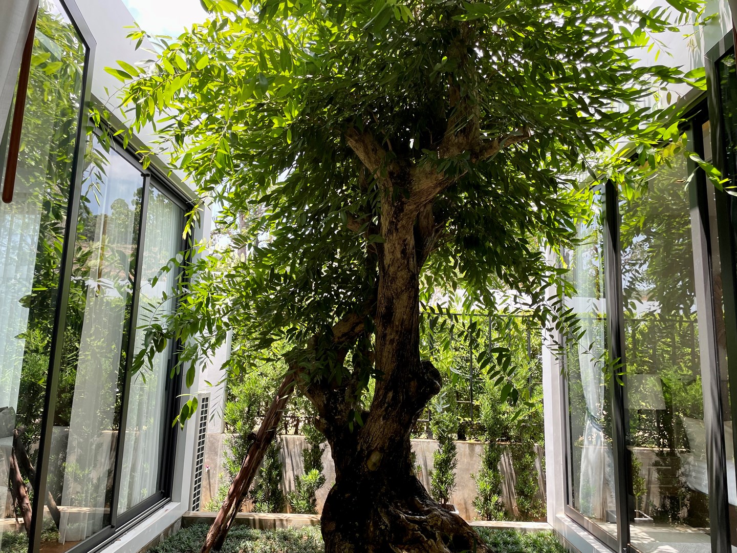 Outdoor Tree