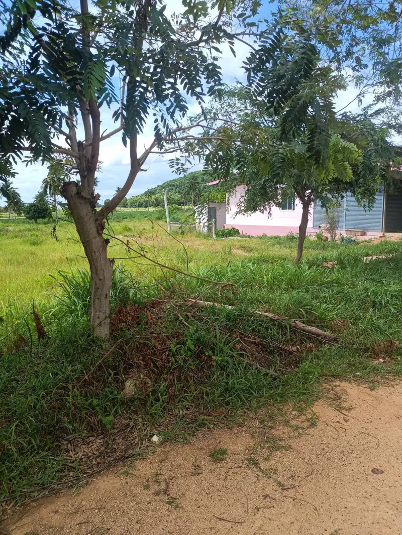 Land for sale in Hua Yai known for its rustic charm and is situated near popular  destination of Pattaya characterized by its natural landscapes, including lush greenery and agricultural land.