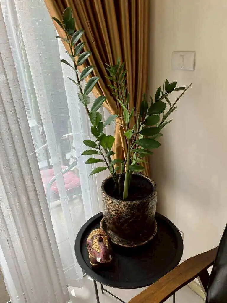 1 bed condo at The gallery Jomtien with Fitness center Reception hall Swimming pool Mailroom Steam room